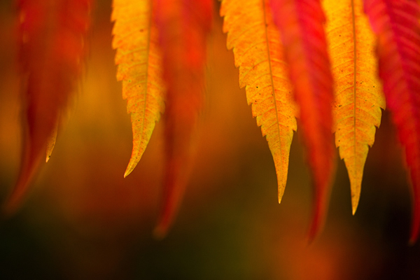 FALL 04